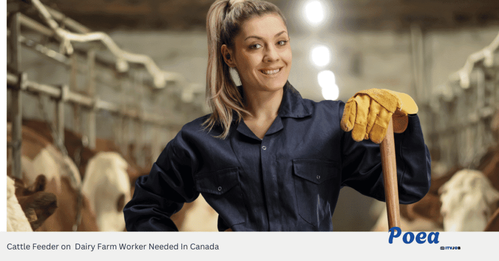 Cattle Feeder on Dairy Farm Worker Needed In Canada