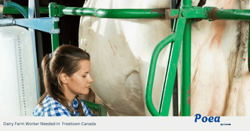 Dairy Farm Worker Needed In Freetown Canada