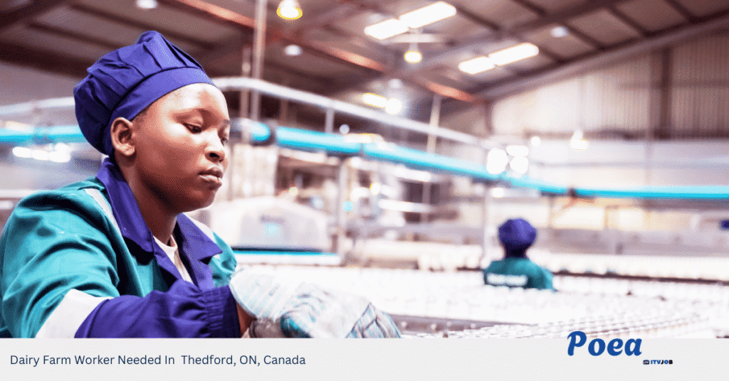Dairy Farm Worker Needed In Thedford, ON, Canada