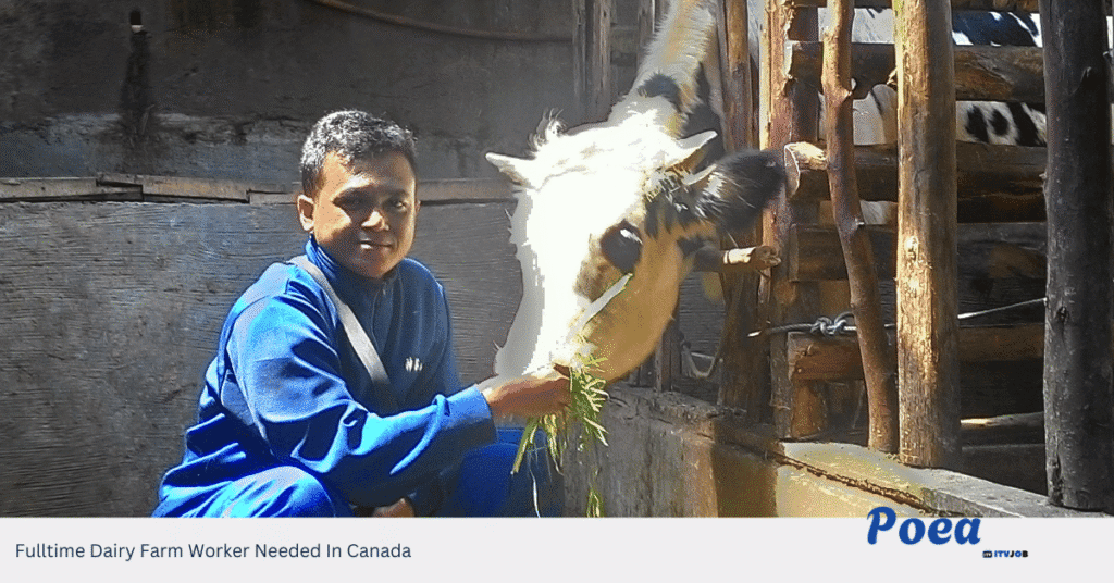 Fulltime Dairy Farm Worker Needed In Canada