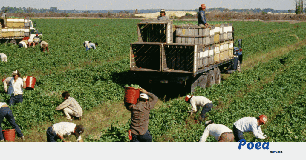 Farm Hands Vacancies in Tasmania, Australia