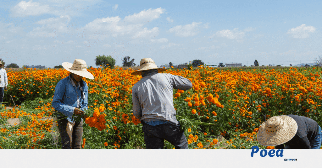 Farm Workers Needed in Queensland, Australia