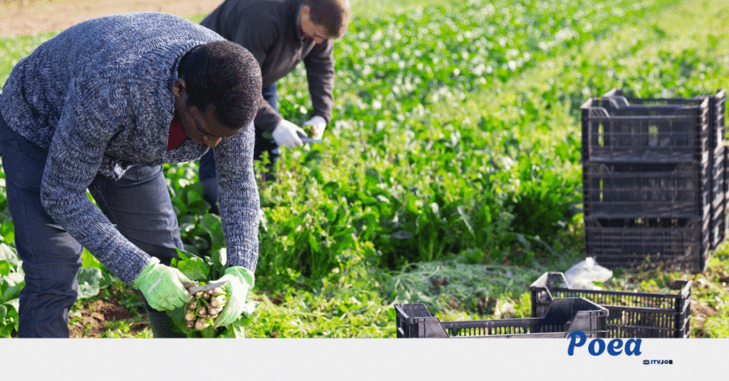 Farm Workers Required in Griffith, New South Wales, Australia