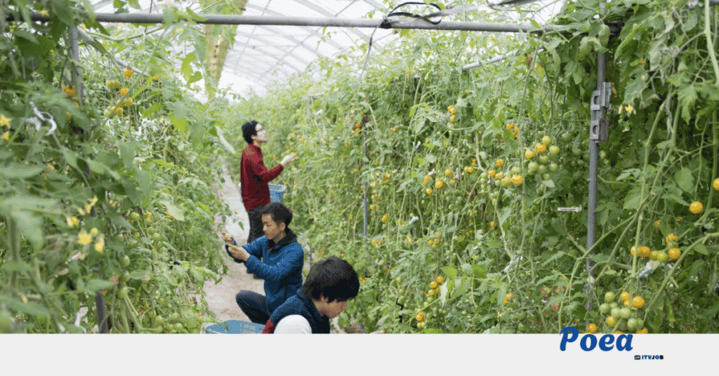 Fruit Pickers Jobs in Gisborne, New Zealand