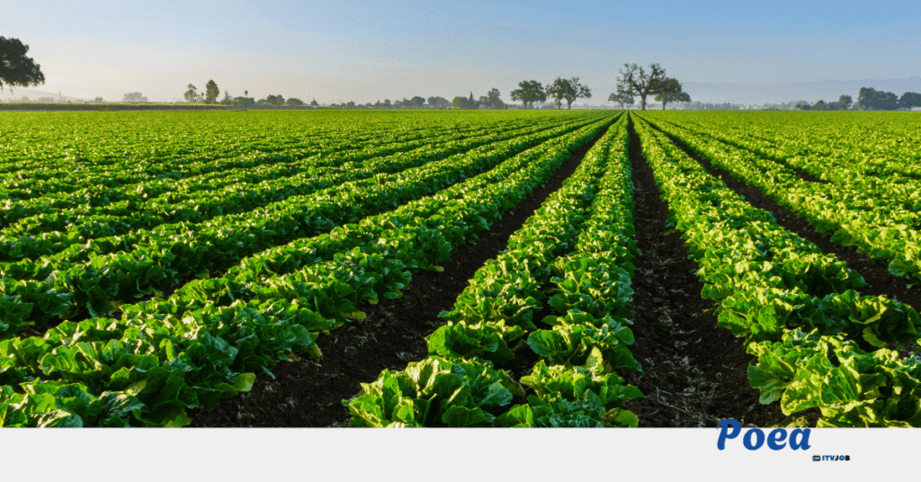 Fruit Pickers Wanted in Shepparton, Victoria, Australia
