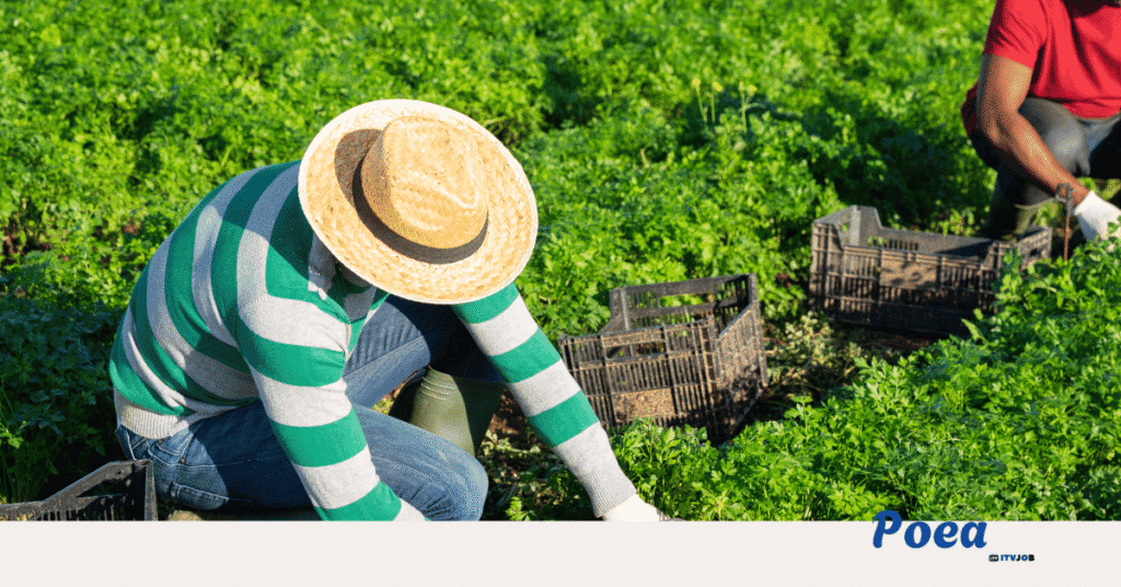 Need Farm Workers in Riverland, South Australia